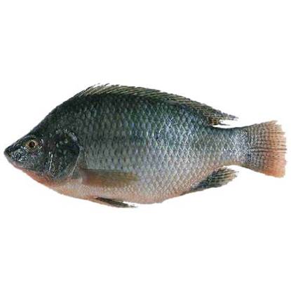 Picture of Taiwan tilapia 400/600 -1kg*10