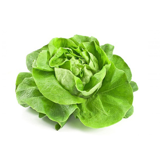 Picture of Lettuce Boston - Holland (500GM)